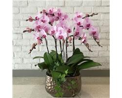 武漢市武昌區(qū)小東門(mén)附近綠植租擺花卉租賃園藝服務(wù)哪家好？