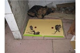 上海地区上门抓老鼠，逮鼠服务，家庭办公室抓老鼠怎么收费？