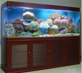 上海徐匯向博水族觀賞魚魚缸魚池清洗  
