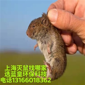 上海捕鼠公司上海专业除老鼠灭蟑螂消杀除菌除跳蚤公司