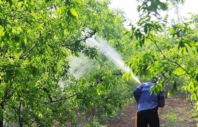 怀柔区上门树木大药小区绿化喷雾打药工作效率高