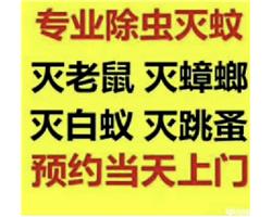 乌鲁木齐专业灭：蟑螂，老鼠，蚂蚁，苍蝇，臭虫