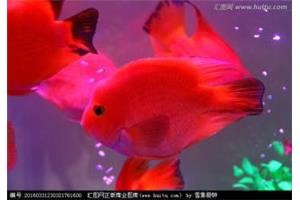 上海长宁区护养观赏鱼  观赏鱼销售 鱼缸护理