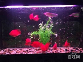 上海力中专业鱼缸鱼池清洗鱼缸出租出售