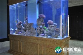 上海民芈水族馆专业清洗鱼缸鱼池出租出售鱼缸