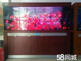 上海长宁思志水族观赏鱼鱼缸清洗 鱼缸护理 