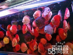上海宝山周亿专业清洗鱼缸鱼池