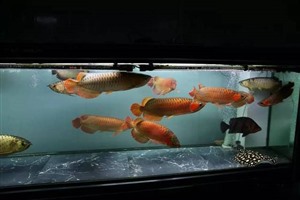 上海全市内上门保养清洗鱼缸鱼池海水鱼缸