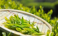 福鼎太姥山的白茶-福鼎白茶那些品牌-服务热线24小时