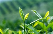 福鼎老白茶老白茶-福鼎白茶6年的多少钱一斤-24小时400服务热线