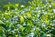 福鼎白茶1995年-福鼎白茶有哪些功效-——全国统一服务中心