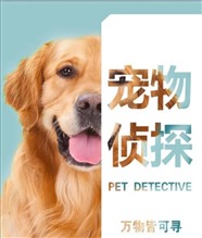 宠物天使走丢了怎么办？太原专业寻宠团队在线服务
